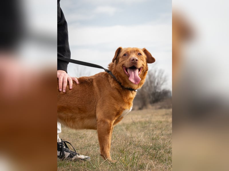 Mirtill, ein bezaubernde aktive Hündin sucht ihr "Für-immer-Zuhause "!