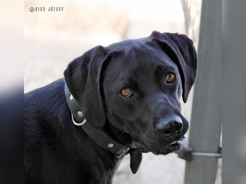 Bildschöner Jungspund Morris, ein ungeschliffener Diamant, braucht einen Neustart !