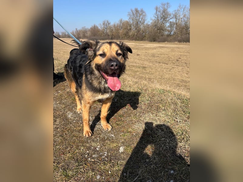 Harcos, der Kämpfer, Lebenslust auf 3 Beinen !