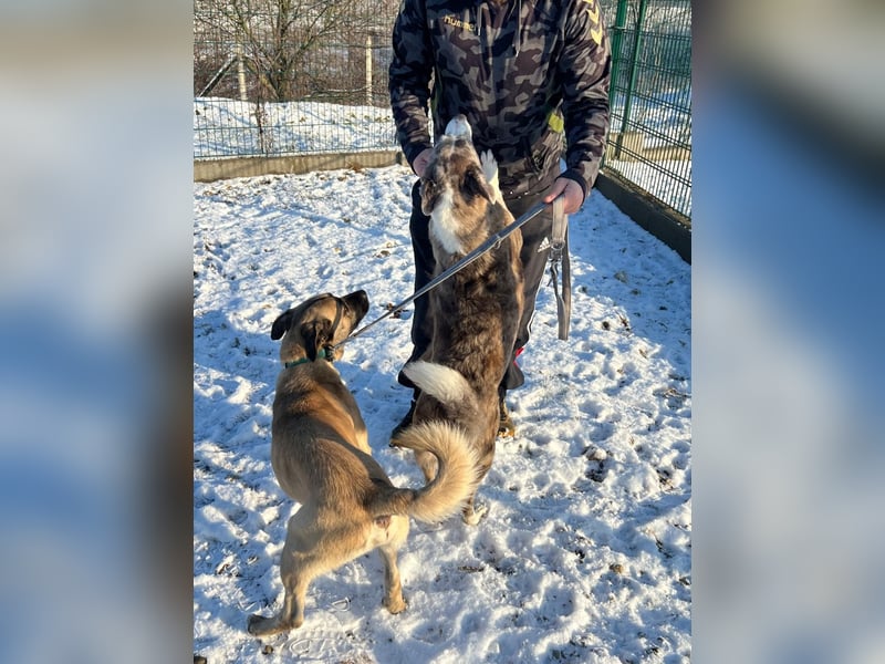 Benedek hat zusammen mit seiner Freundin Patti sein Zuhause verloren !
