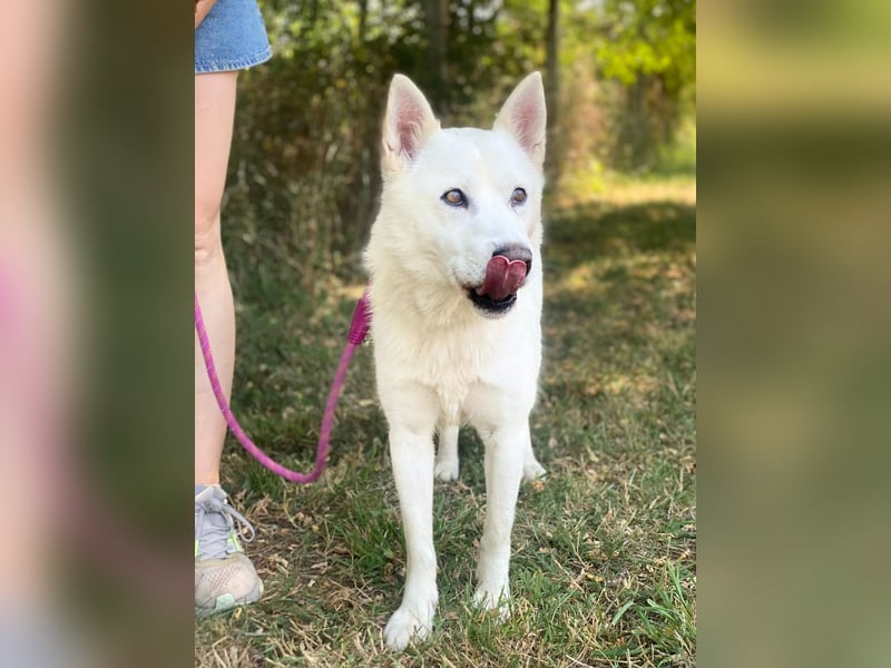 Freundliche Alba wurde aus schlechter Haltung befreit !