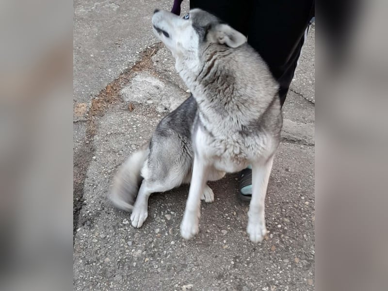 Lilit, wunderschöne Husky-Mix Hündin, ein Rohdiamant !