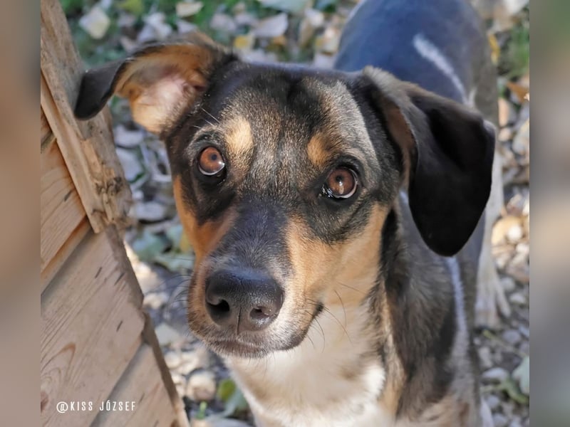 Grasa, ein ganz besonders hübscher Jungspund, der noch auf der Suche nach seinen Menschen ist !
