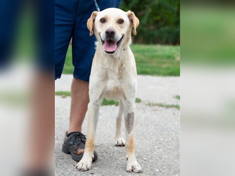 Freundlich lächelnder Igrici, evtl. Labbi Mix ?, sehnt sich nach eigener Familie !