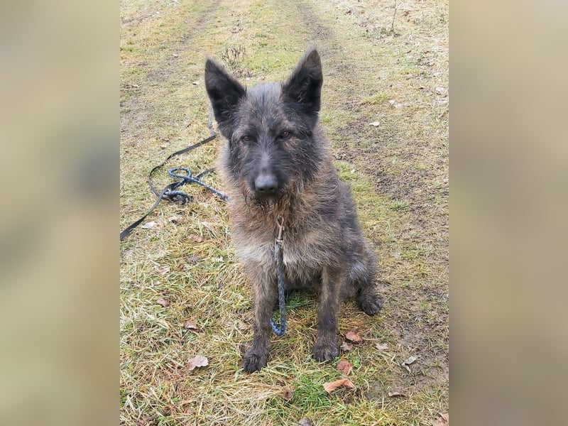 Freundliche und menschenbezogene  Wendy sucht liebevolle Familie !