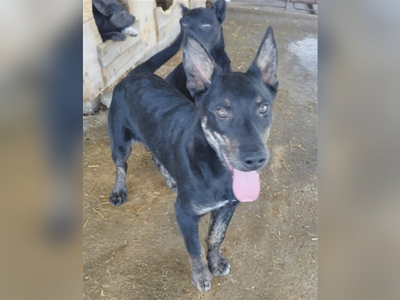 Robi, ein hübscher aktiver Junghund, der mit seinen Menschen bald die Welt erkunden möchte !