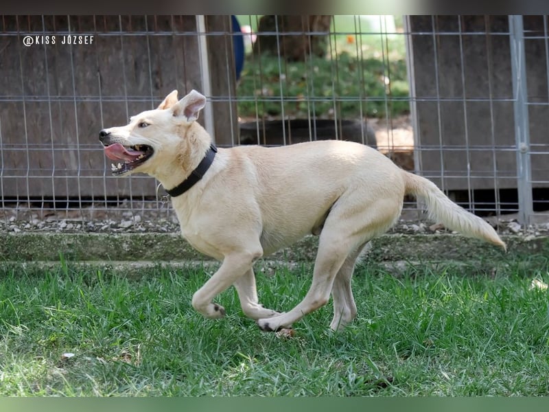Herceg liebt den Kontakt zu Menschen und sollte bald das Tierheim verlassen !