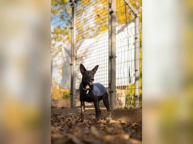 Cuki ist eine freundliche bewegungsfreudige Hündin !