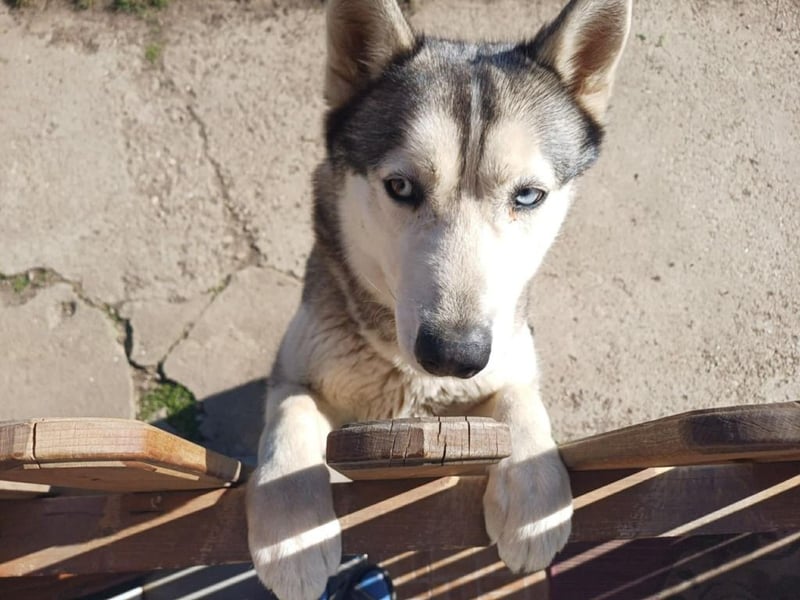 Lilit, wunderschöne Husky-Mix Hündin, ein Rohdiamant !