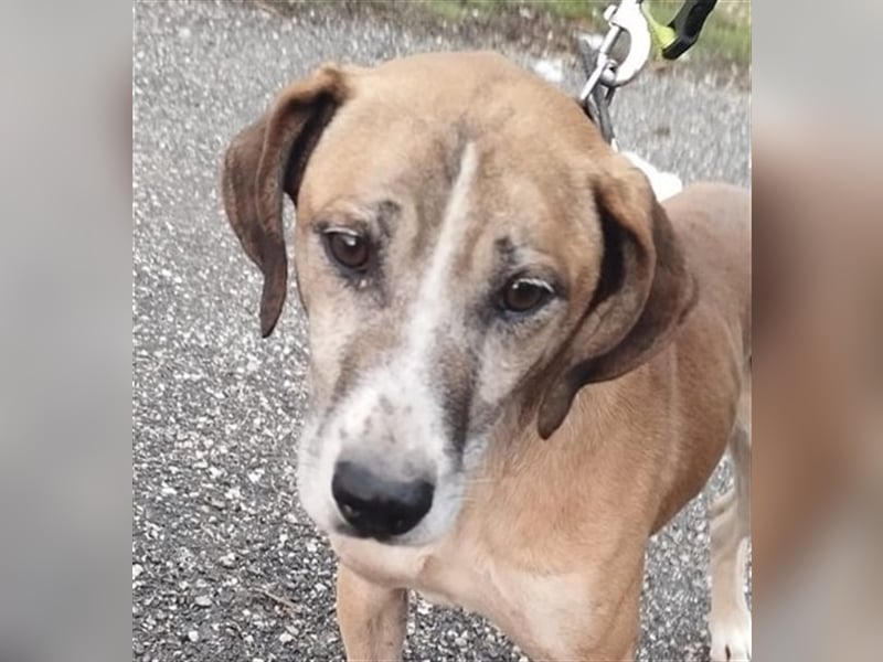 Jonas wurde von seinen Haltern alleine in einem Haus zurückgelassen