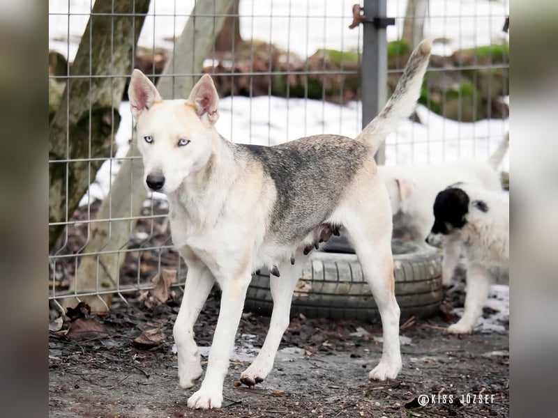 Barka Mama , ein bezaubernde hübsche Hundemama sucht Ihr Glück !