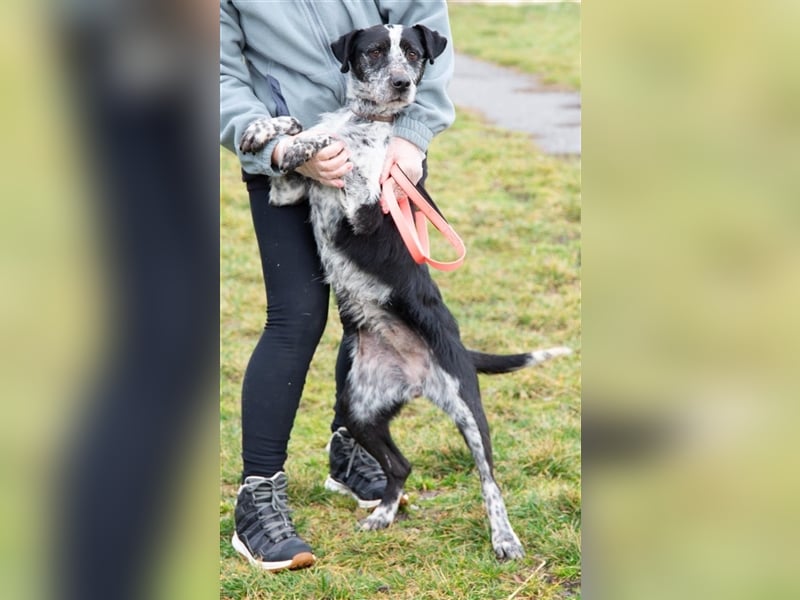 Hecsedli würde  gerne bei bewegungsfreudigen Menschen leben !