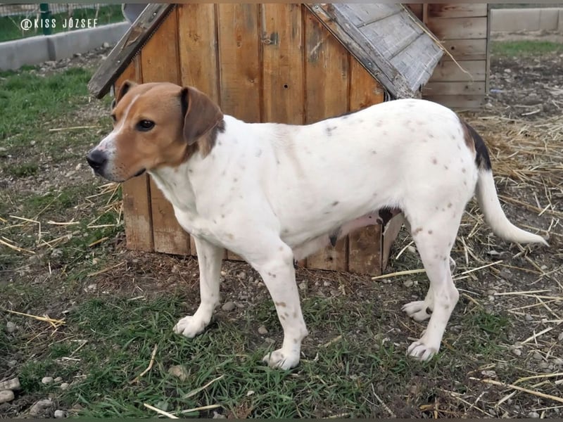Freundliche Licsi sucht Menschen, die ihr viel Bewegung bieten !