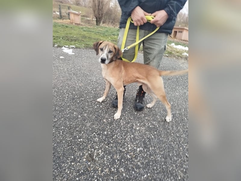 Jonas wurde von seinen Haltern alleine in einem Haus zurückgelassen