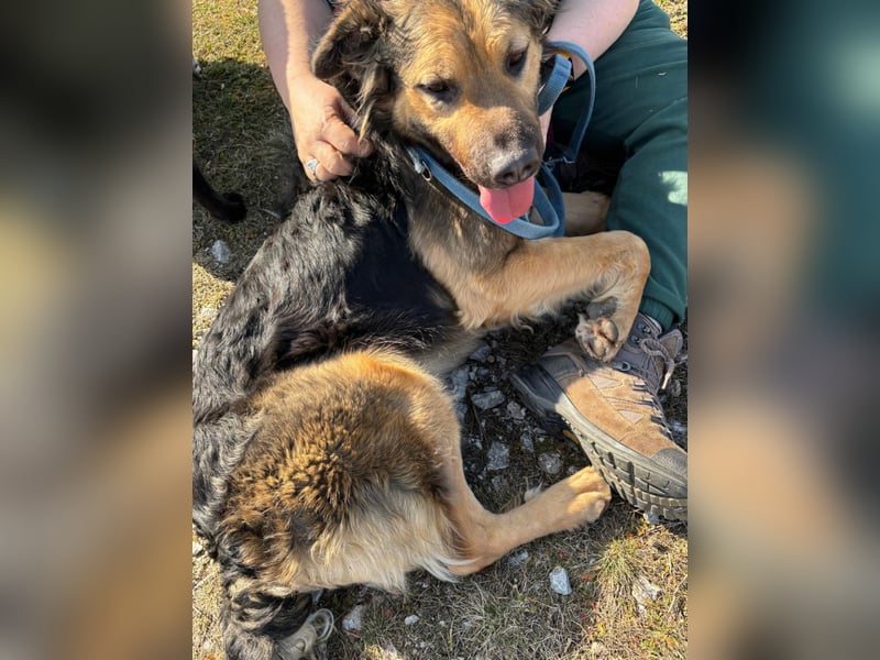 Harcos, der Kämpfer, Lebenslust auf 3 Beinen !