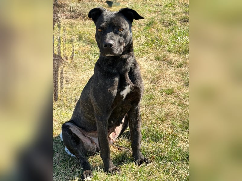 Füli möchte gerne Einzelprinzessin bei ihren Menschen sein !