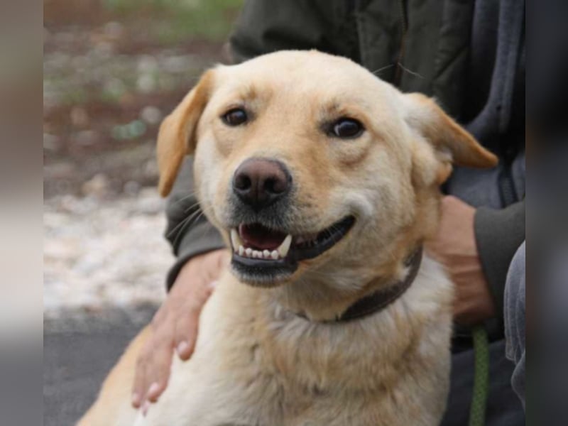 Wer hilft Zsemle, Menschen wieder zu vertrauen?