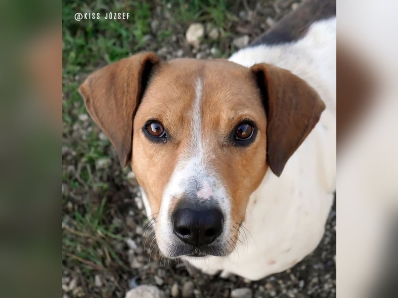 Freundliche Licsi sucht Menschen, die ihr viel Bewegung bieten !