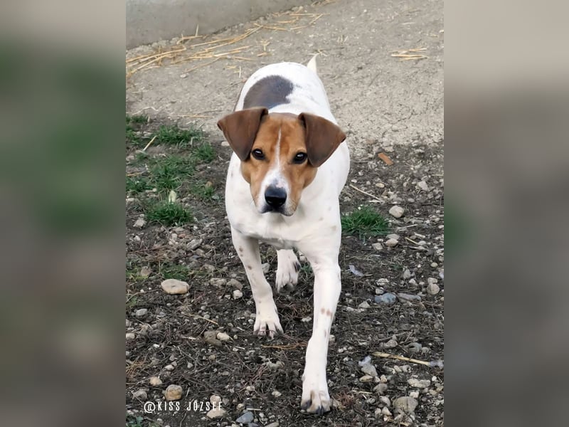 Freundliche Licsi sucht Menschen, die ihr viel Bewegung bieten !