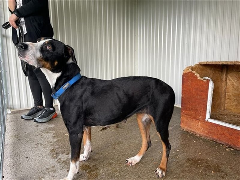 Elizabeth mit dem seelevollen Blick wurde aus sehr schlechten Verhältnissen gerettet !