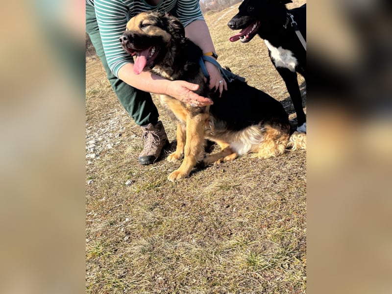 Harcos, der Kämpfer, Lebenslust auf 3 Beinen !