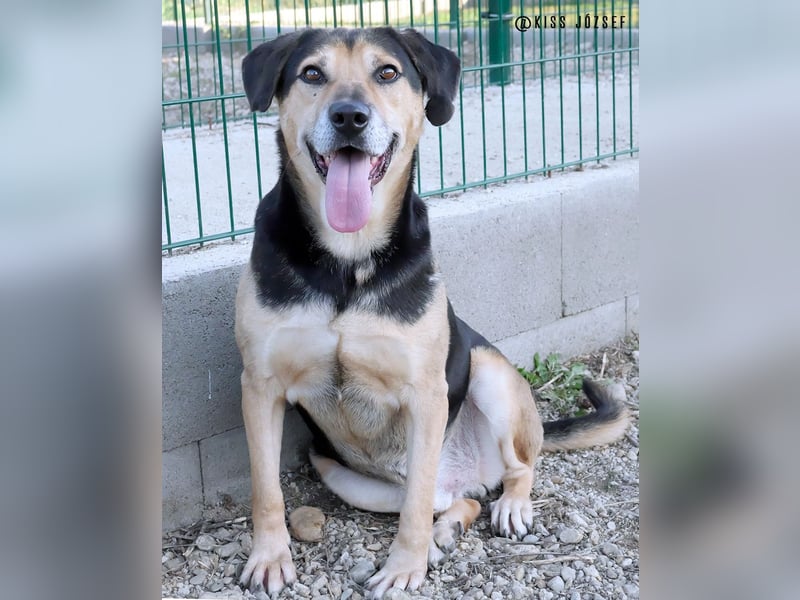 Levi (Levente) lebt auf einer Pflegestelle in Nettetal !
