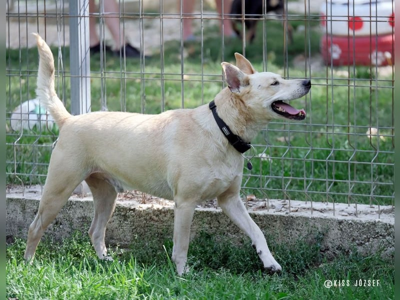 Herceg liebt den Kontakt zu Menschen und sollte bald das Tierheim verlassen !