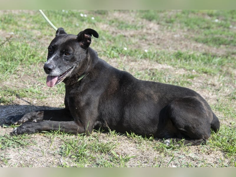 Keszi sucht ihr Glück,nachdem sie von ihrem Besitzer wieder ans  Tierheim zurückgegeben wurde !eben.
