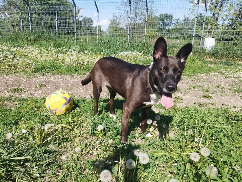 Arwen hat ihr Zuhause verloren, als sich ihre Halter scheiden ließen !
