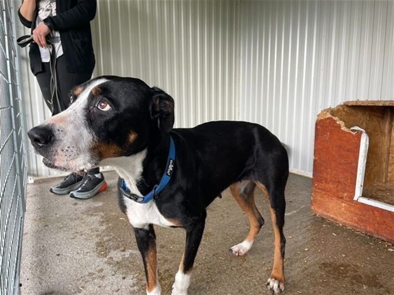 Elizabeth mit dem seelevollen Blick wurde aus sehr schlechten Verhältnissen gerettet !