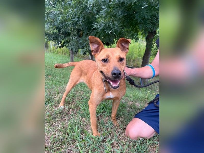 Babett sucht noch einmal ein liebevolles und fürsorgliches Zuhause