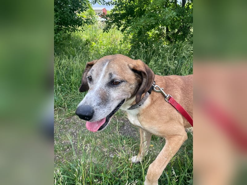 Jonas wurde von seinen Haltern alleine in einem Haus zurückgelassen