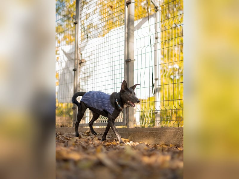 Cuki ist eine freundliche bewegungsfreudige Hündin !