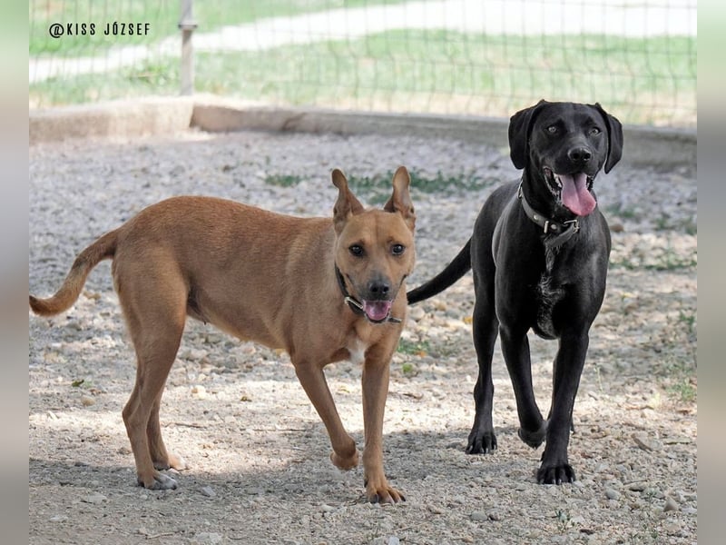 Bildschöner Jungspund Morris, ein ungeschliffener Diamant, braucht einen Neustart !