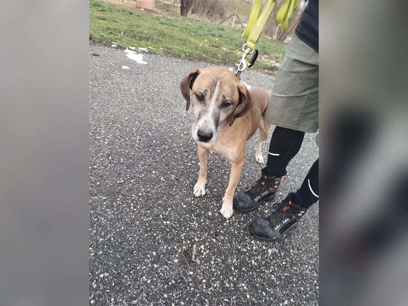 Jonas wurde von seinen Haltern alleine in einem Haus zurückgelassen