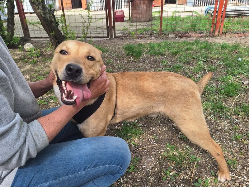 Der aktive, liebe Momoa sucht ein Zuhause !