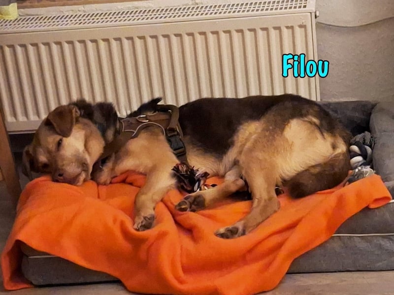 Filou „Käpt’n Dreibein“ geb. 04/2022 (in Deutschland) - sucht dringend Zuhause/Pflegestelle!