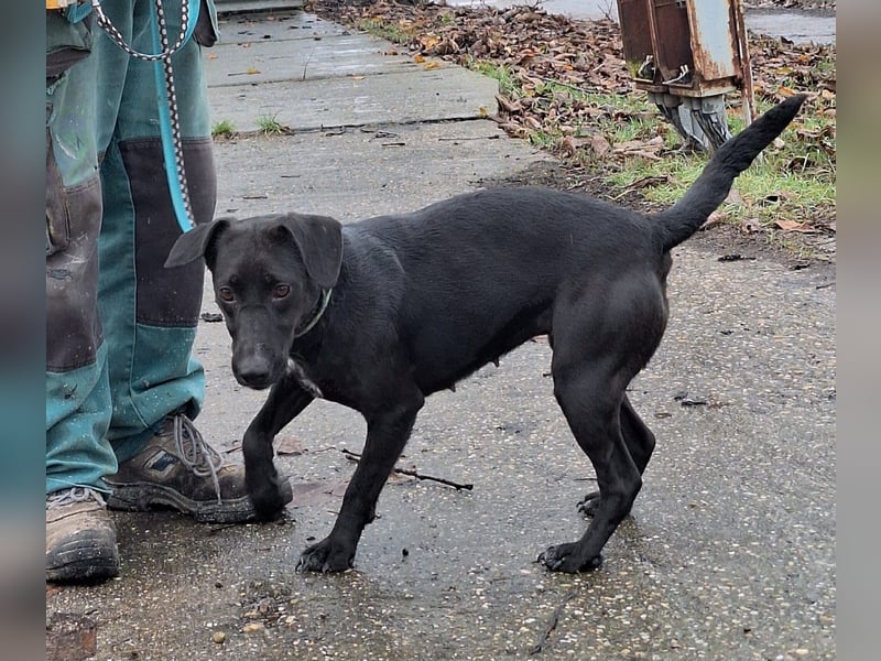 Die freundliche Lizi sucht Liebe und Geborgenheit !