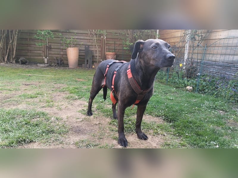 Notfall Nessi wartet auf einer Ps in 53842 Troisdorf !