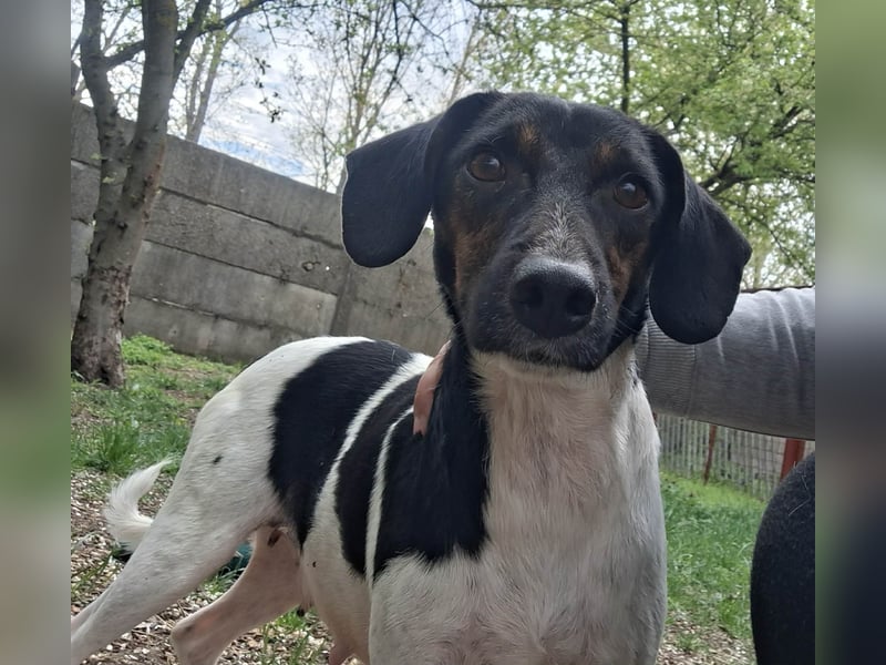 Die sanfte, liebe Kima sucht ein Zuhause !