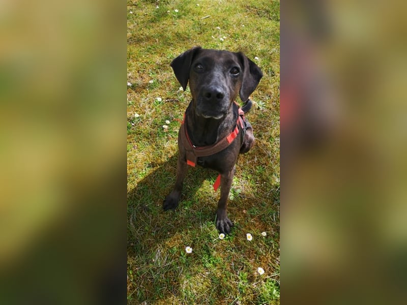 Notfall Nessi wartet auf einer Ps in 53842 Troisdorf !