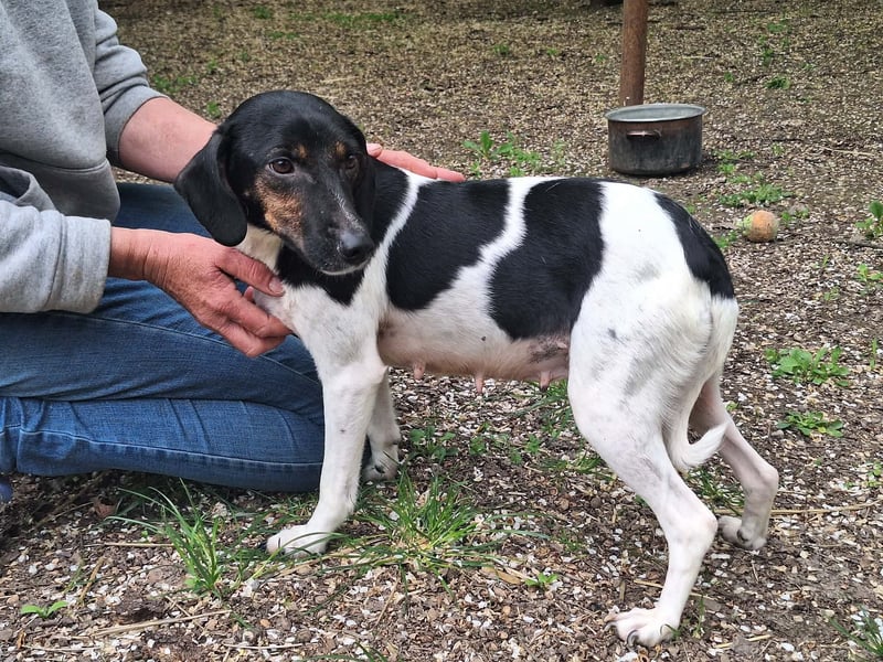 Die sanfte, liebe Kima sucht ein Zuhause !