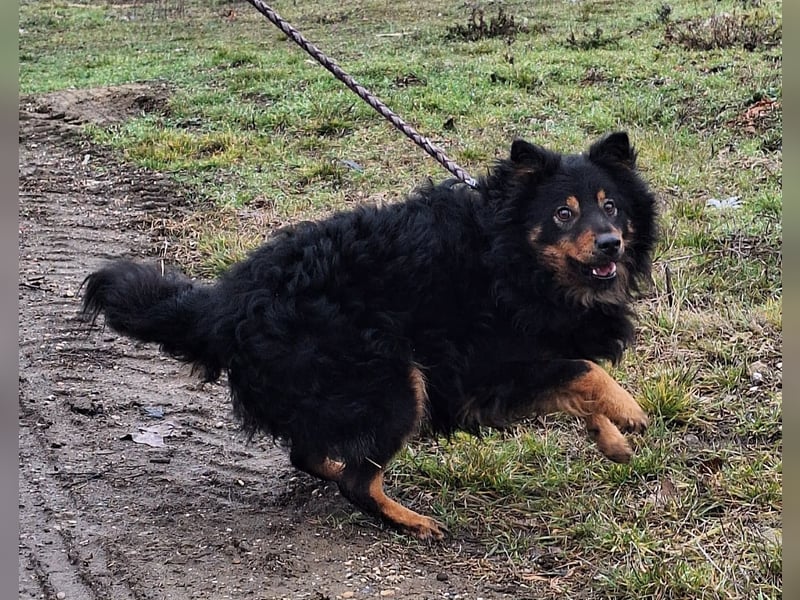 Sonnenschein Szabi sucht ein Zuhause !