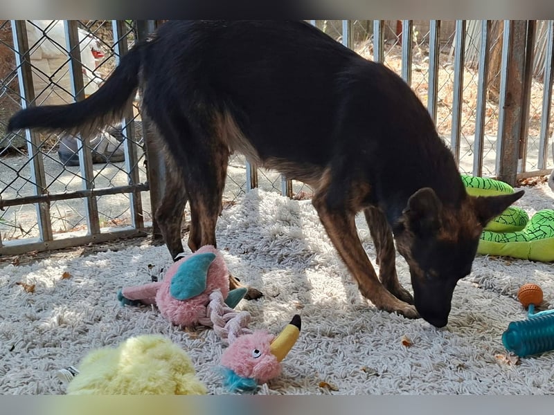 Die liebevolle Eva sucht ein ZUhause !