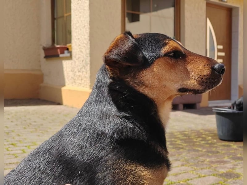 Der liebe, freundliche Jack wartet auf einer Ps in 56729 Münk !