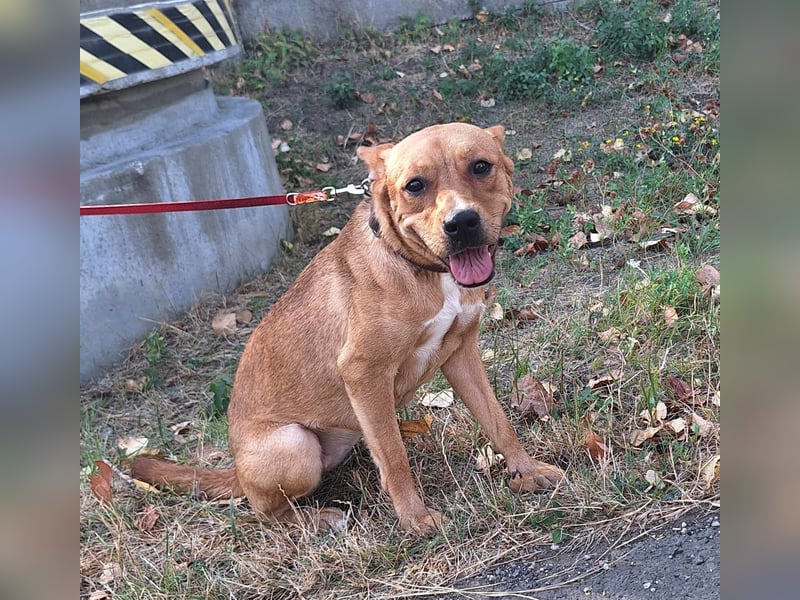 Die freundliche Suszi sucht ein Zuhause !