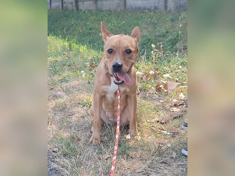 Die freundliche Suszi sucht ein Zuhause !