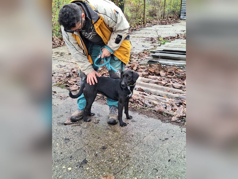 Die freundliche Lizi sucht Liebe und Geborgenheit !