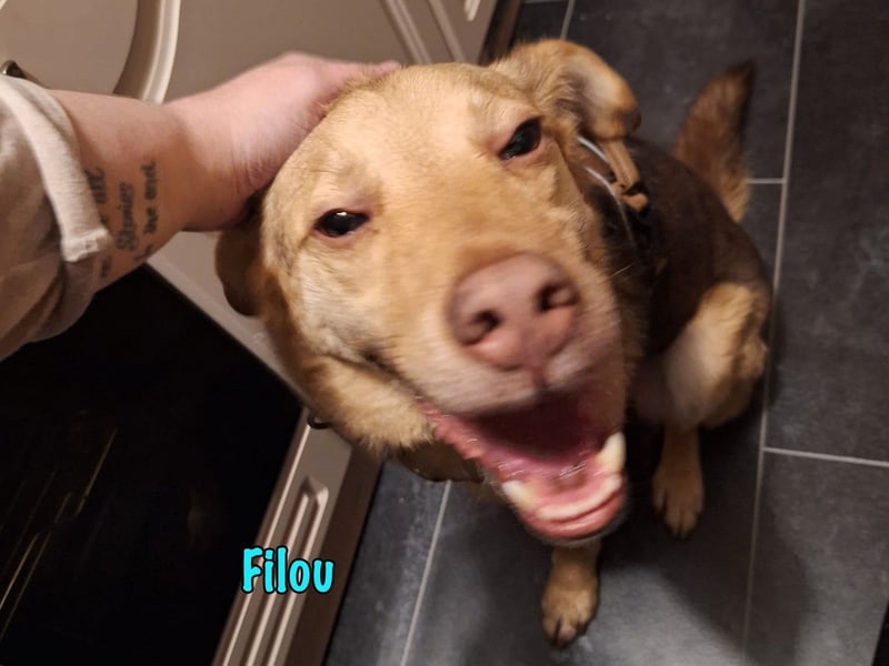 Filou „Käpt’n Dreibein“ geb. 04/2022 (in Deutschland) - sucht dringend Zuhause/Pflegestelle!