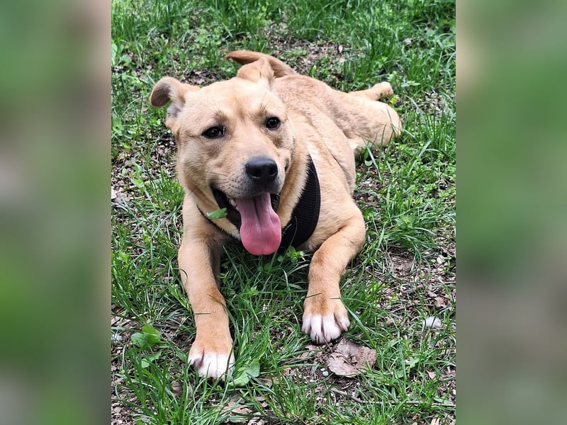 Der aktive, liebe Momoa sucht ein Zuhause !